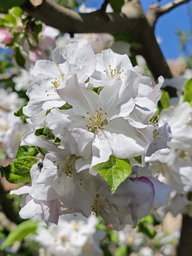 apple