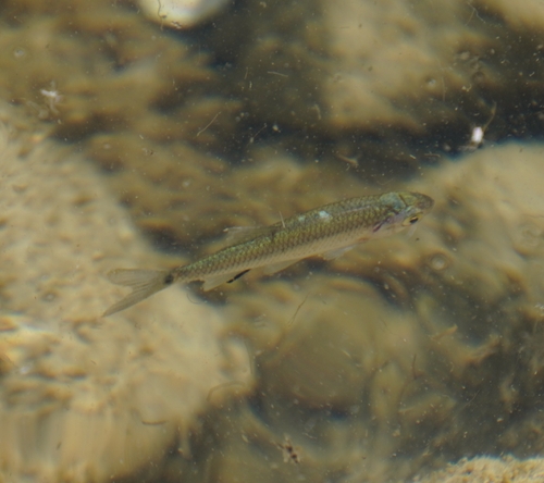 Alburnus alburnus