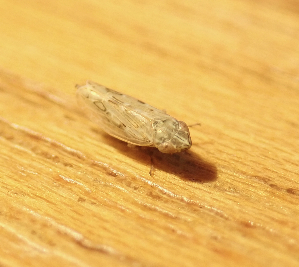 Psammotettix dentatus
