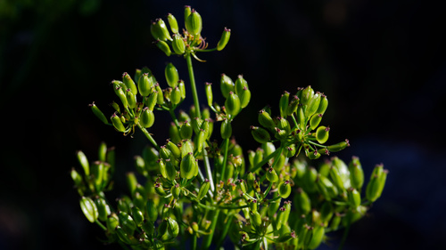 Lomatium grayi, photograph 2