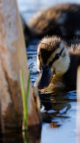 Mallard photographed in Utah