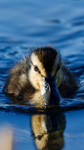 Mallard photographed in Utah