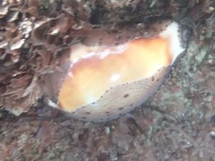 Neobernaya spadicea image