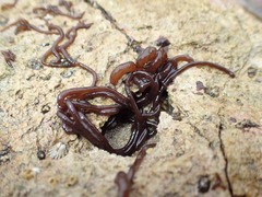 Nemalion elminthoides