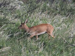 Raphicerus campestris steinhardti