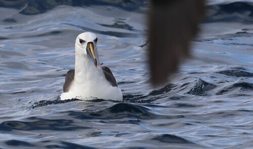 iNaturalist image