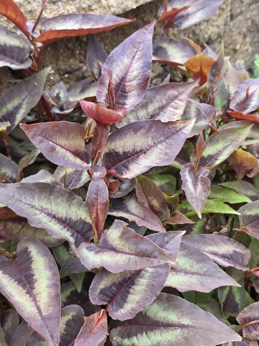 Persicaria microcephala