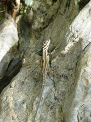Anolis lucius