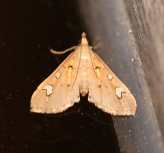 Deuterophysa