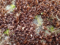 Mazzaella affinis