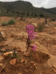 Silene colorata