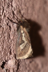 Eudalaca homoterma