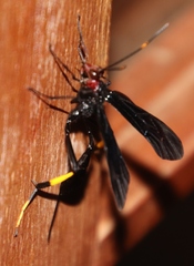Ichneumonidae