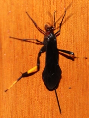 Ichneumonidae