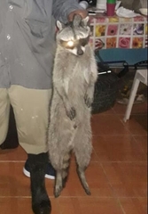 Procyon lotor hernandezii