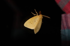 Lepidoptera