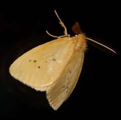 Lepidoptera
