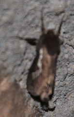 Eudalaca homoterma
