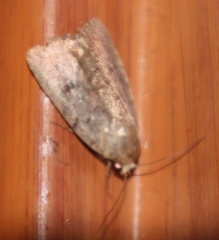 Lepidoptera