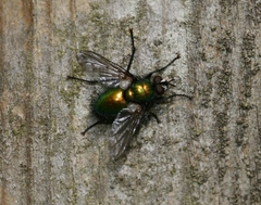 Gymnocheta viridis