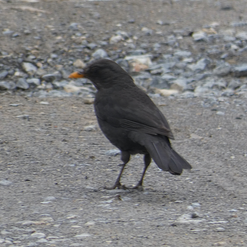 Avistamiento Turdus merula