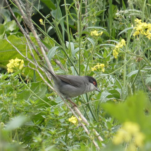 Avistamiento Curruca cabecinegra
