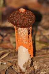 Phallus cinnabarinus