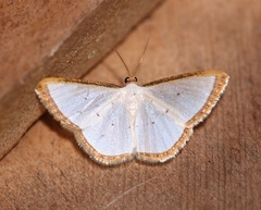 Leuciris