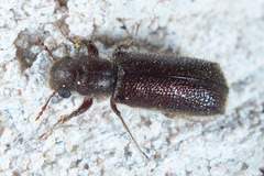 Melalgus plicatus