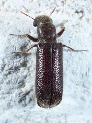 Melalgus plicatus
