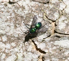 Gymnocheta viridis