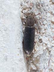 Lyctus carbonarius