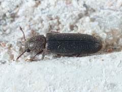 Lyctus carbonarius