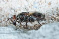 Senopterina foxleei