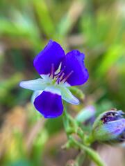 Dichorisandra hexandra