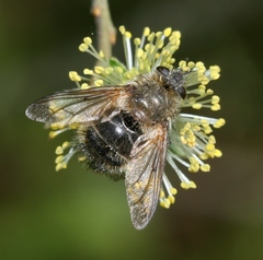 Tachina ursina