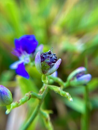 Dichorisandra hexandra, photograph 2
