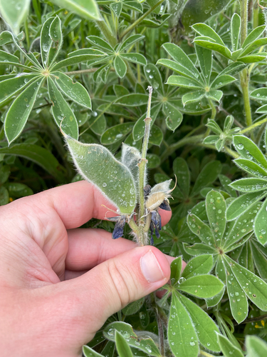Lupinus pilosus, photograph 5