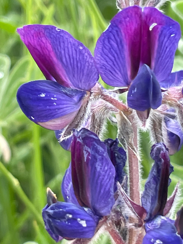 Lupinus pilosus, photograph 2
