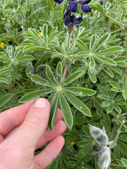 Lupinus pilosus, photograph (c) Chase Mathey, some rights reserved (CC BY)
