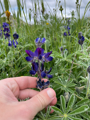 Lupinus pilosus