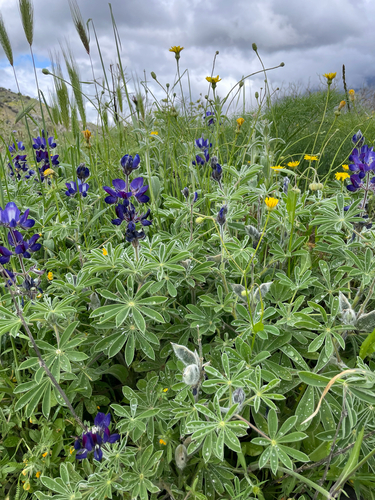 Lupinus pilosus, photograph 3