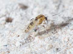 Cricotopus sylvestris