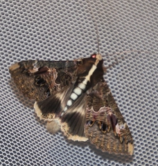 Sphingomorpha chlorea