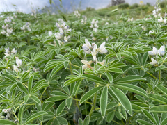 Lupinus albus, photograph (c) Chase Mathey, some rights reserved (CC BY)