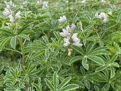 Lupinus albus, photograph (c) Chase Mathey, some rights reserved (CC BY)