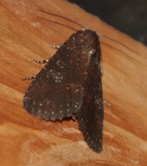 Lepidoptera