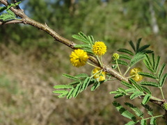Vachellia farnesiana