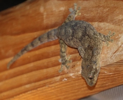 Homopholis walbergii