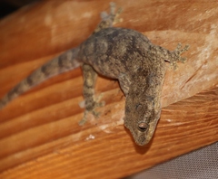 Homopholis walbergii